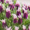 lavandula karabas 5 cicek tohumlari 18.02.2022 3f08fb6 – Çiçek Tohumları