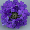 mavi mine cicegi 5 cicek tohumlari 15.02.2022 8ea61a3 – Çiçek Tohumları