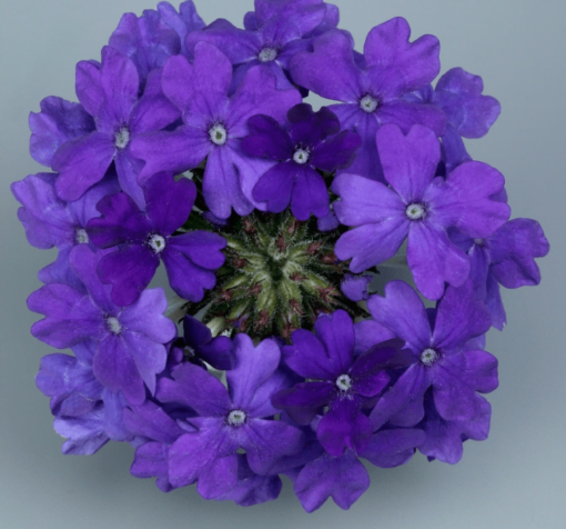 mavi mine cicegi 5 cicek tohumlari 15.02.2022 8ea61a3 – Çiçek Tohumları