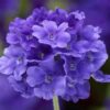 mavi mine cicegi cicek tohumlari 15.02.2022 9c82e04 – Çiçek Tohumları