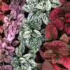 pembe cilli yaprak cicegi 5 cicek tohumlari 12.02.2022 3f9cd53 – Çiçek Tohumları