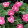 pembe rozet cicegi 2 cicek tohumlari 15.02.2022 a7d818c – Çiçek Tohumları