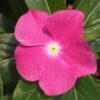 pembe rozet cicegi cicek tohumlari 15.02.2022 d7d1a15 – Çiçek Tohumları