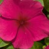 punch rozet cicegi 2 cicek tohumlari 15.02.2022 a02d1c6 – Çiçek Tohumları
