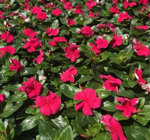 punch rozet cicegi 5 cicek tohumlari 15.02.2022 840546a – Çiçek Tohumları