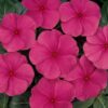 punch rozet cicegi cicek tohumlari 15.02.2022 f5518a3 – Çiçek Tohumları