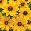 rudbekya cicegi 4 cicek tohumlari 19.02.2022 6016e4f – Çiçek Tohumları
