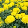 sari iri kadife 4 cicek tohumlari 15.02.2022 d302045 – Çiçek Tohumları