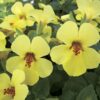 sari mimulus cicegi 4 cicek tohumlari 12.02.2022 a6b2aaa – Çiçek Tohumları
