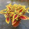 sari yaprak guzeli 3 cicek tohumlari 10.02.2022 30a7774 – Çiçek Tohumları