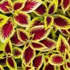 sari yaprak guzeli cicek tohumlari 10.02.2022 c970b05 – Çiçek Tohumları