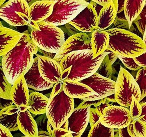 sari yaprak guzeli cicek tohumlari 10.02.2022 c970b05 – Çiçek Tohumları