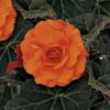 turuncu begonya 2 cicek tohumlari 08.02.2022 c26d22d – Çiçek Tohumları