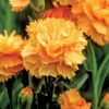 turuncu bodur karanfil 2 cicek tohumlari 20.02.2022 29eed0a – Çiçek Tohumları