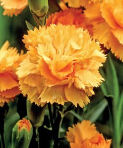 turuncu bodur karanfil 2 cicek tohumlari 20.02.2022 29eed0a – Çiçek Tohumları