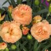 turuncu bodur karanfil 4 cicek tohumlari 20.02.2022 4054e65 – Çiçek Tohumları