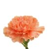 turuncu bodur karanfil 5 cicek tohumlari 20.02.2022 ad5cf97 – Çiçek Tohumları