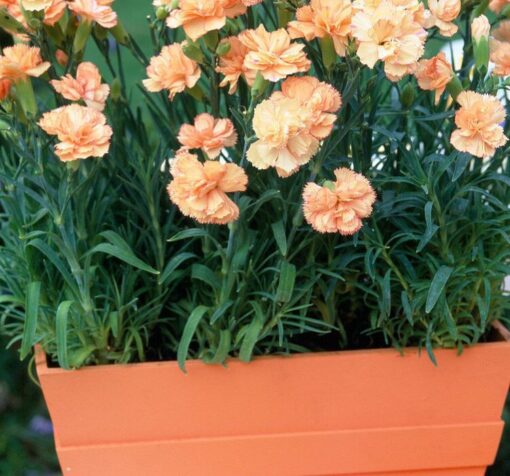 turuncu bodur karanfil cicek tohumlari 20.02.2022 b0bb7c9 – Çiçek Tohumları