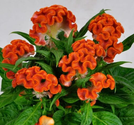 turuncu horoz ibigi balta 2 cicek tohumlari 10.02.2022 ece9e23 – Çiçek Tohumları