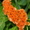 turuncu horoz ibigi balta 3 cicek tohumlari 10.02.2022 5bfd9ff – Çiçek Tohumları