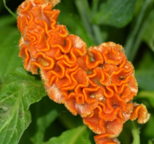 turuncu horoz ibigi balta 3 cicek tohumlari 10.02.2022 5bfd9ff – Çiçek Tohumları