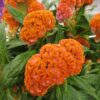 turuncu horoz ibigi balta 4 cicek tohumlari 10.02.2022 f3182c4 – Çiçek Tohumları