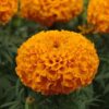 turuncu iri kadife 2 cicek tohumlari 15.02.2022 397df2f – Çiçek Tohumları
