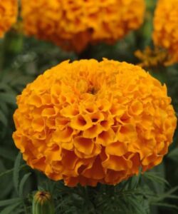 turuncu iri kadife 2 cicek tohumlari 15.02.2022 397df2f – Çiçek Tohumları