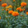 turuncu iri kadife 3 cicek tohumlari 15.02.2022 3b8e3ca – Çiçek Tohumları
