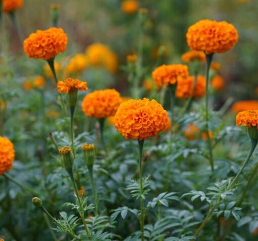 turuncu iri kadife 3 cicek tohumlari 15.02.2022 3b8e3ca – Çiçek Tohumları