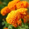 turuncu iri kadife 4 cicek tohumlari 15.02.2022 bde806a – Çiçek Tohumları