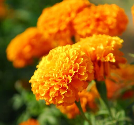 turuncu iri kadife 4 cicek tohumlari 15.02.2022 bde806a – Çiçek Tohumları