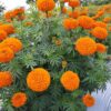 turuncu iri kadife 5 cicek tohumlari 15.02.2022 0d261ea – Çiçek Tohumları