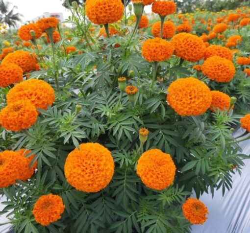 turuncu iri kadife 5 cicek tohumlari 15.02.2022 0d261ea – Çiçek Tohumları