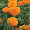 turuncu iri kadife cicek tohumlari 15.02.2022 46ad975 – Çiçek Tohumları
