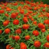 turuncu kirli hanim f1 2 cicek tohumlari 16.02.2022 6fc544a – Çiçek Tohumları