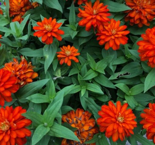 turuncu kirli hanim f1 3 cicek tohumlari 16.02.2022 7efa21a – Çiçek Tohumları