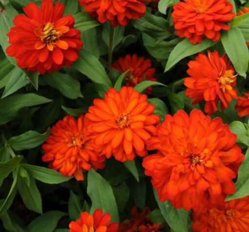 turuncu kirli hanim f1 4 cicek tohumlari 16.02.2022 7e94c61 – Çiçek Tohumları