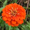 turuncu kirli hanim f1 5 cicek tohumlari 16.02.2022 dc1c917 – Çiçek Tohumları