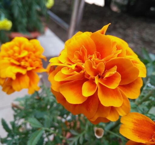 turuncu klasik fransiz kadife 2 cicek tohumlari 19.02.2022 82952a4 – Çiçek Tohumları