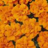 turuncu klasik fransiz kadife 3 cicek tohumlari 19.02.2022 dad6ec9 – Çiçek Tohumları