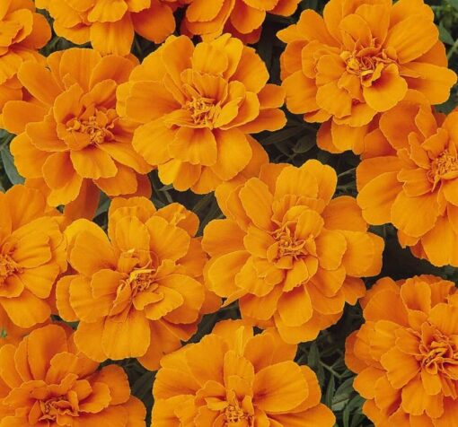 turuncu klasik fransiz kadife 3 cicek tohumlari 19.02.2022 dad6ec9 – Çiçek Tohumları