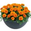 turuncu klasik fransiz kadife 4 cicek tohumlari 19.02.2022 dbbafd5 – Çiçek Tohumları