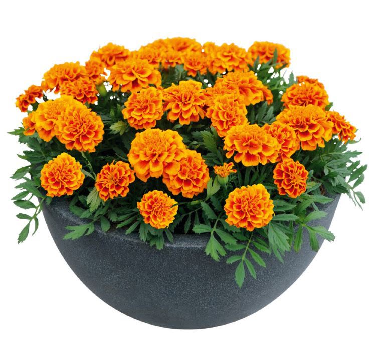 Klasik Turuncu Fransız Kadife Çiçeği F1 Tohumu ( 50 Tohum ) - Görsel 4