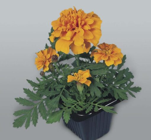 turuncu klasik fransiz kadife 5 cicek tohumlari 19.02.2022 8aebfa7 – Çiçek Tohumları