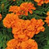turuncu klasik fransiz kadife cicek tohumlari 19.02.2022 387ad24 – Çiçek Tohumları