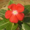 turuncu rozet cicegi 3 cicek tohumlari 15.02.2022 d5342da – Çiçek Tohumları