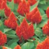 turuncu tuy horoz ibigi 3 cicek tohumlari 09.02.2022 53d995e – Çiçek Tohumları
