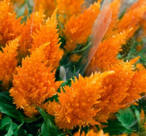 turuncu tuy horoz ibigi 5 cicek tohumlari 09.02.2022 c5c28f2 – Çiçek Tohumları