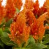 turuncu tuy horoz ibigi cicek tohumlari 09.02.2022 e4d5fe1 – Çiçek Tohumları